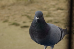 あらっこんにちわ