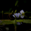 静寂の淵で。。。