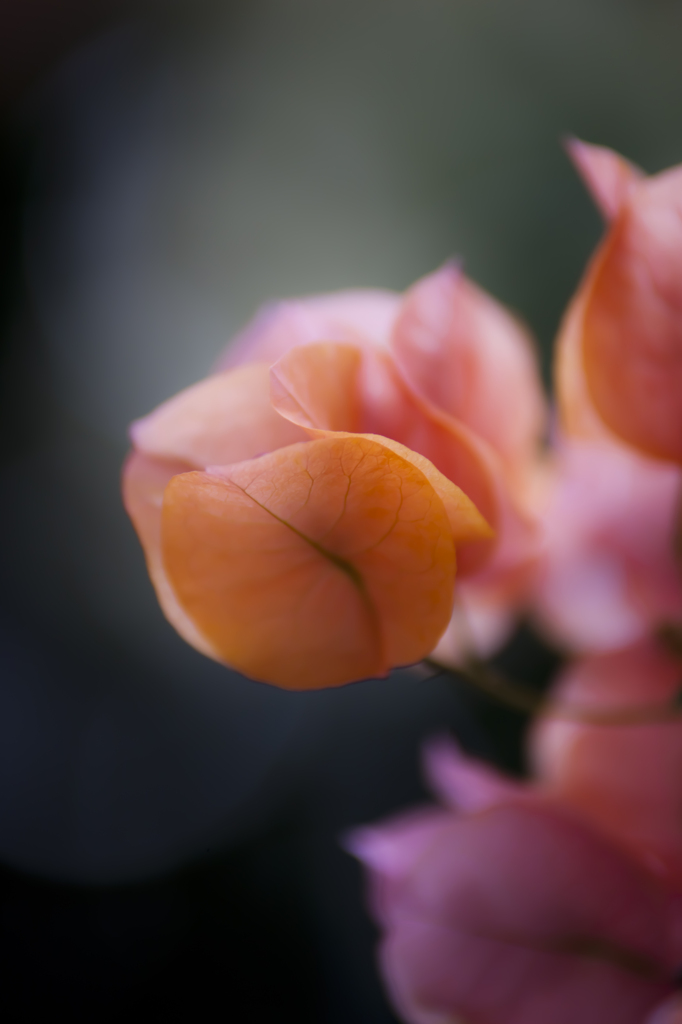 Juicy　Flower