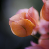 Juicy　Flower