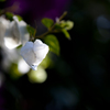 花灯