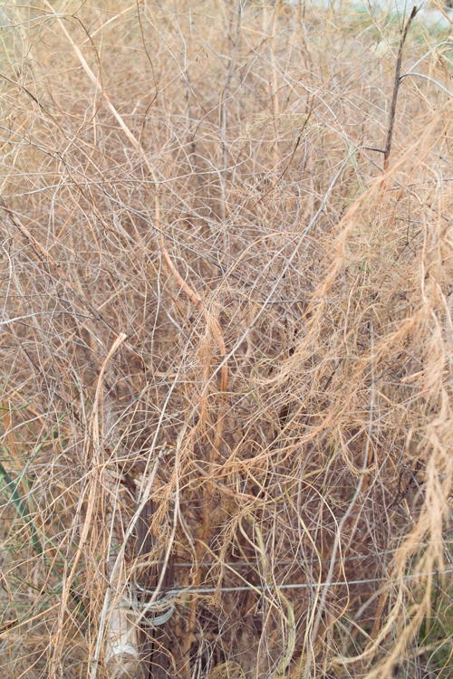 枯れ草