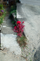 赤い花