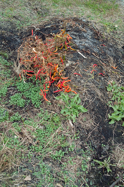 燃えかすと唐辛子