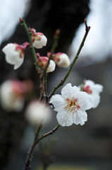 鉢植えの梅