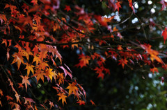 一月の紅葉