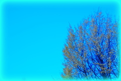 木と空と青の額縁