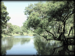 ある晴れた日の水辺