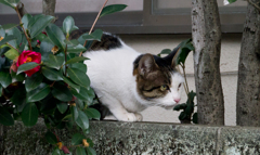 MewMew