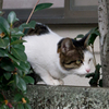 MewMew