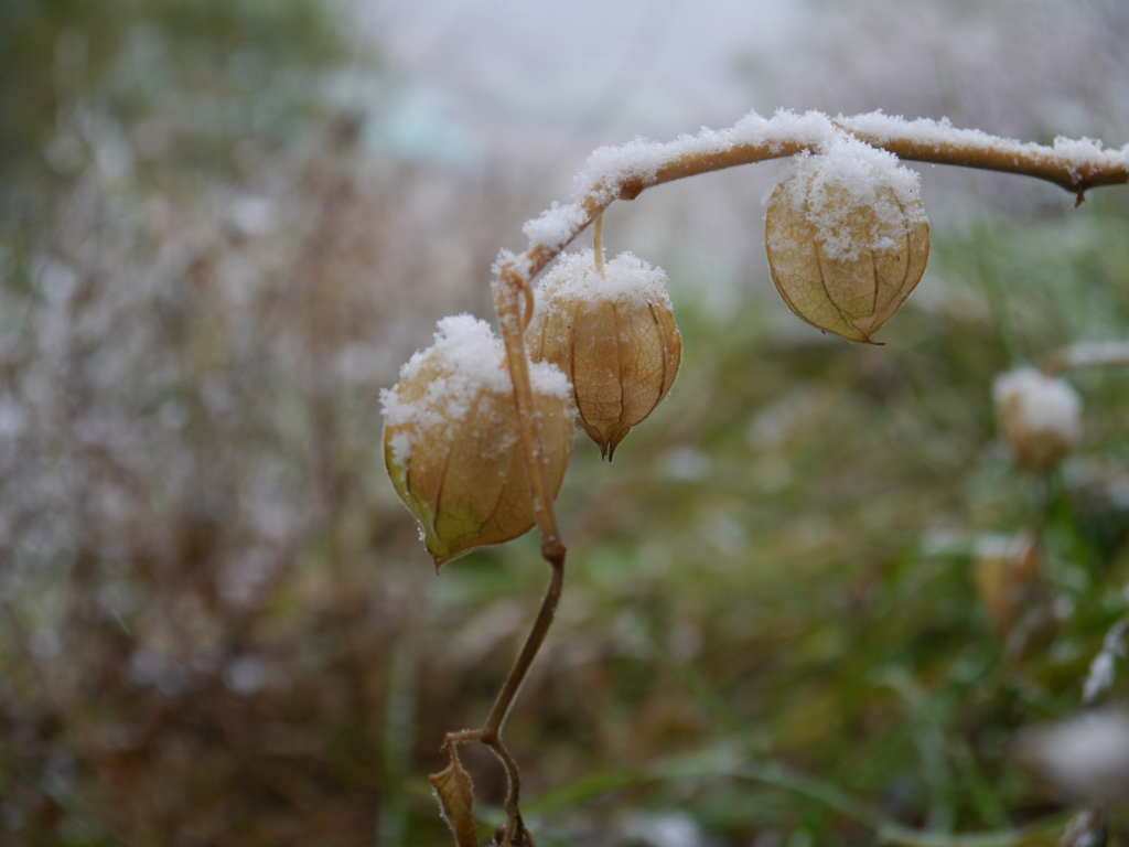 故郷からの帰りにて