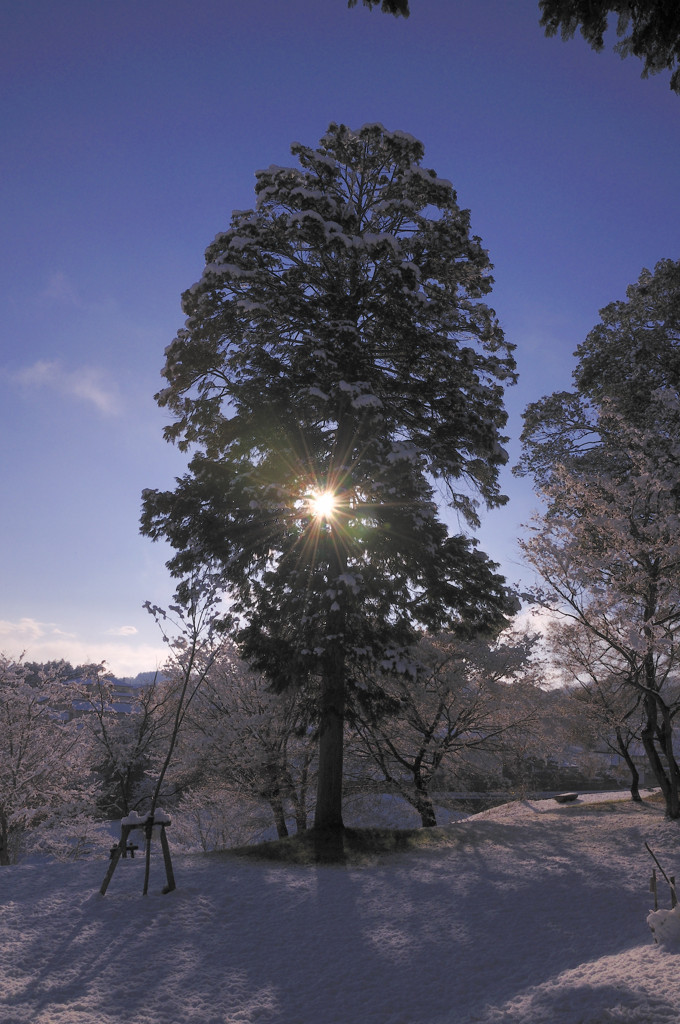 積雪の朝。。。