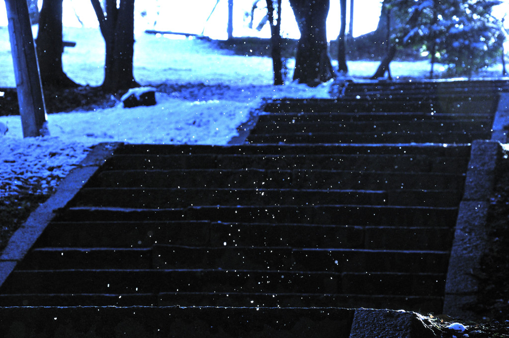 舞い降りる雪。。。