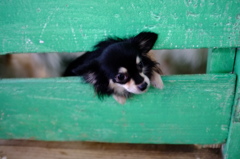 沖縄の犬