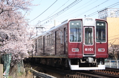さくらとマルーン