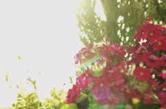華