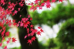 紅葉