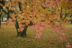 晩秋2
