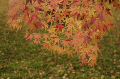 晩秋3