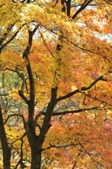 西山公園