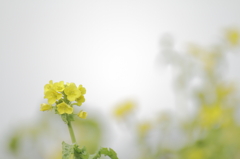 菜の花
