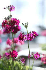 お花１