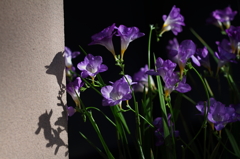 お花３