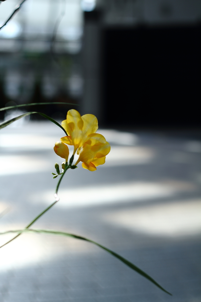 お花２