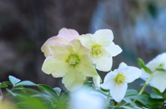 クリスマスローズ