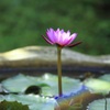 花一輪