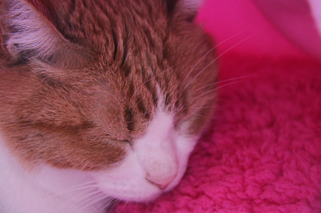 眠り猫