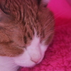 眠り猫