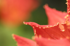 紅に向かって