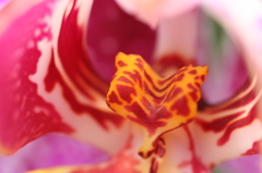 紅にまみれる