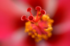 Hurricane Red