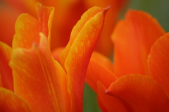 Shocking Orange !