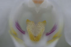 純白に包まれて