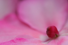 pink ball