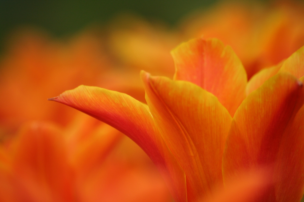 Orange / Orange !