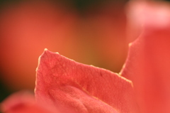 紅蓮の明かり
