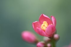 小春