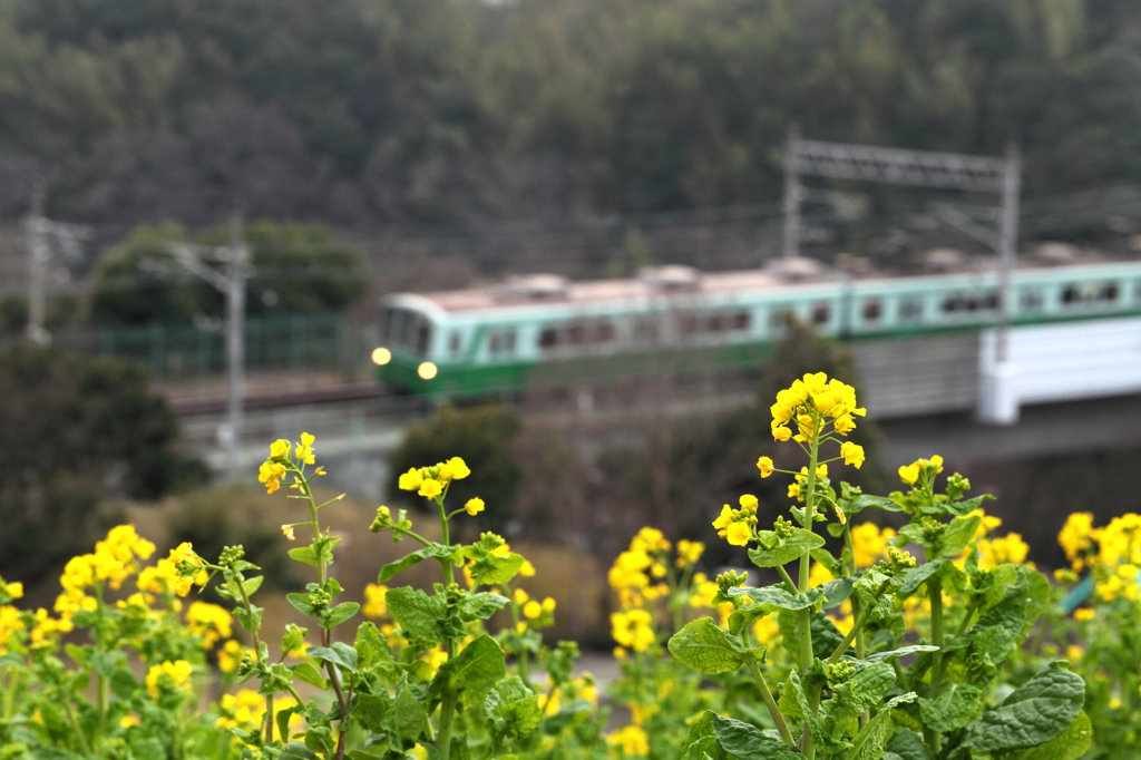 菜の花と電車