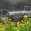 菜の花と電車