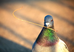 我、鳩なり