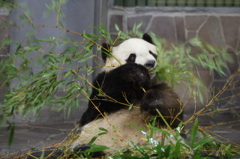 パンダ