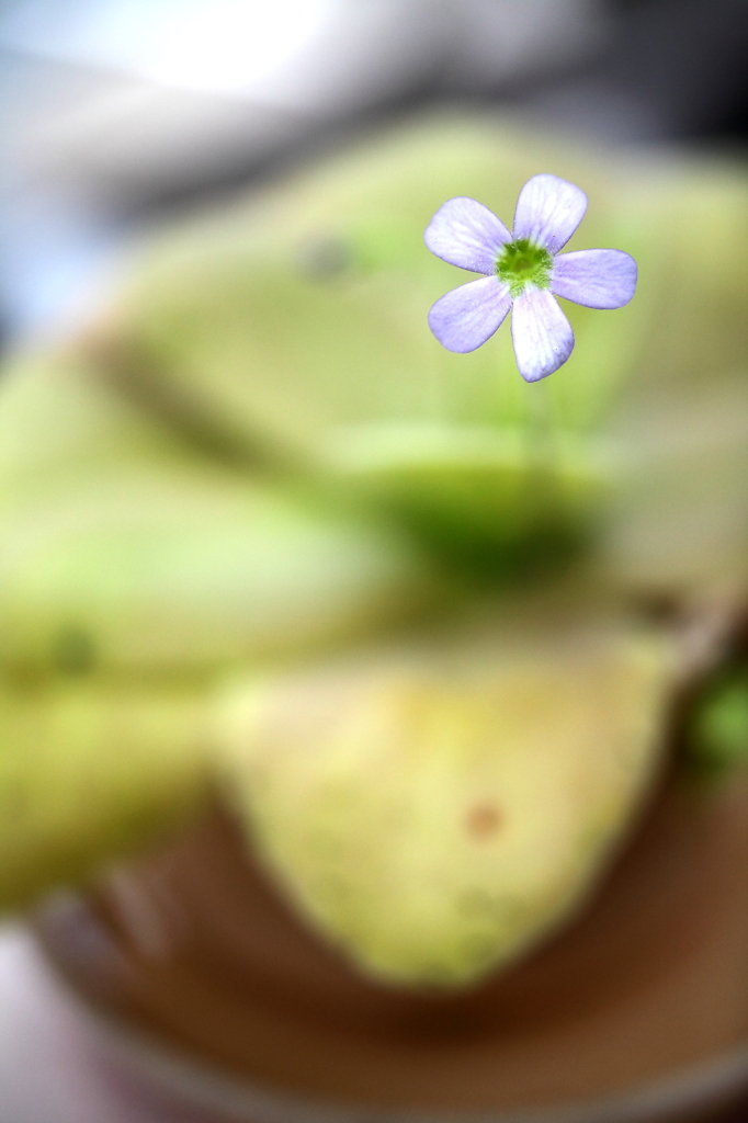 押し花