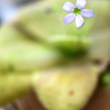 押し花