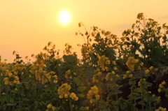 菜の花と夕日