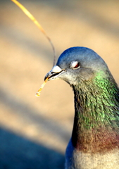 我、鳩なり(怒)