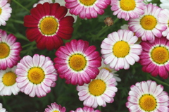 お花